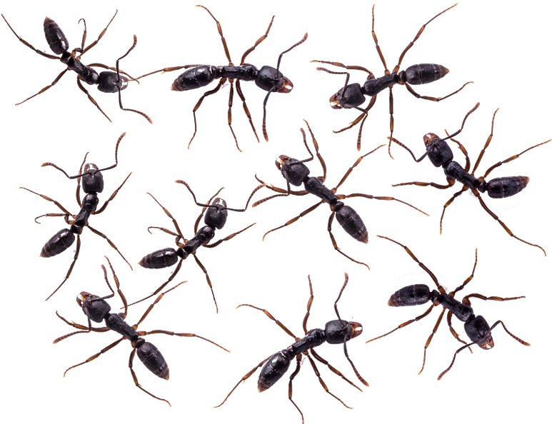 Atn - American Technologies Network Corporation (800x600)