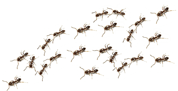 Maybe Summer Rain Turns Into A Clear Blue Sky - Western Conifer Seed Bug (588x312)