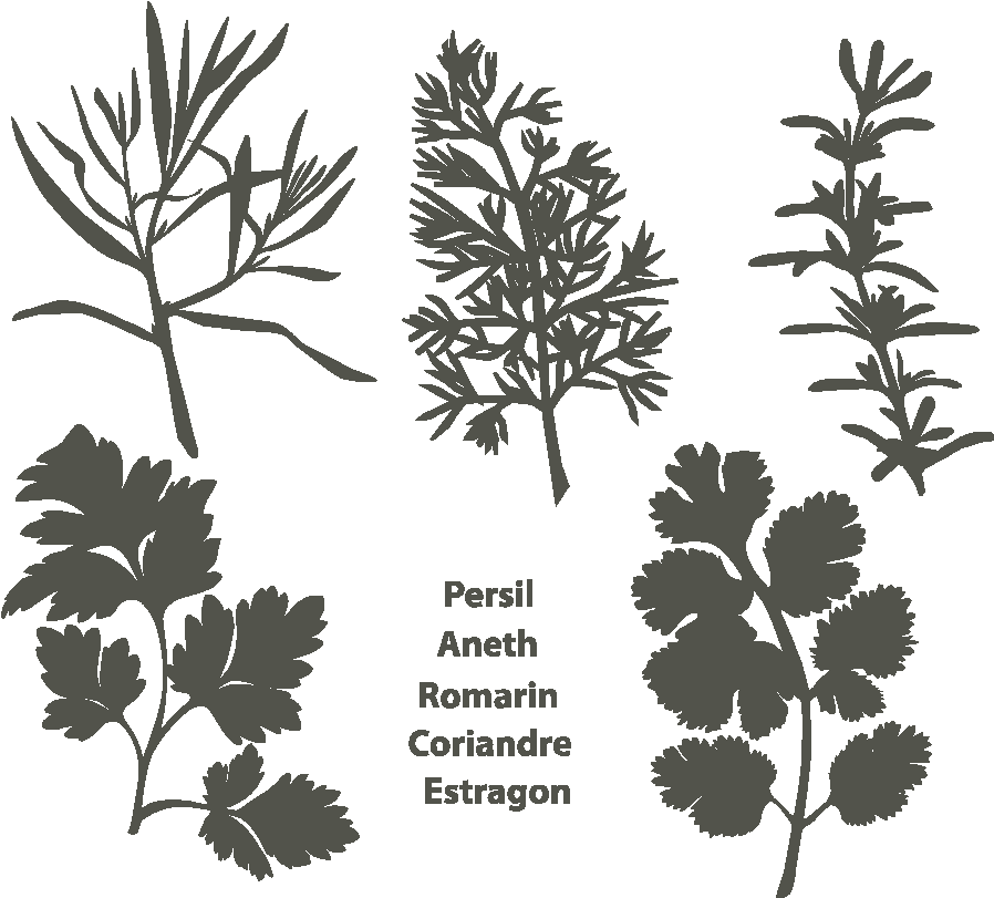 Aperçus Des Modèles Précédent - Cilantro Clipart (1080x1080)