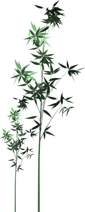 Bamboo Png 9, Buy Clip Art - Tree Bamboo Png (289x720)