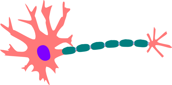Healthy Neuron Clip Art - Sensory Neurons Clipart (600x298)