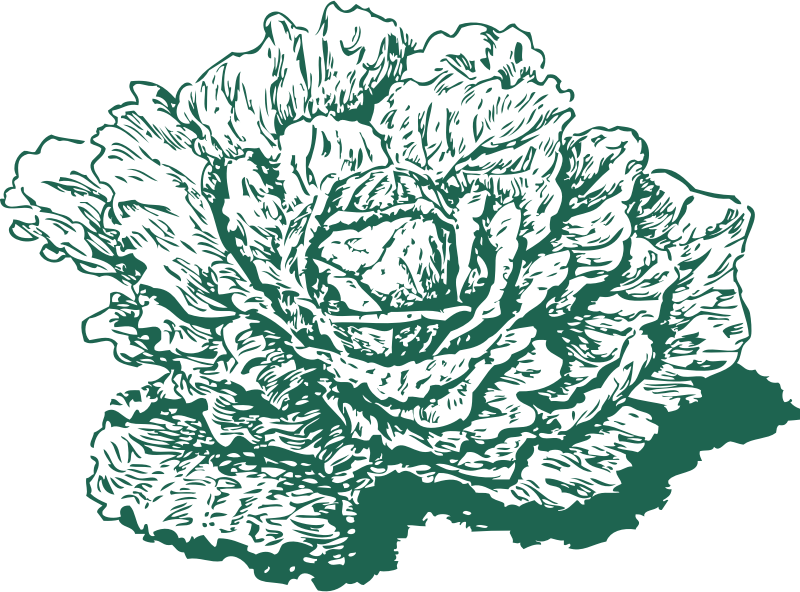 Microsoft Clipart Vegetables - Cabbage Drawing (1016x750)