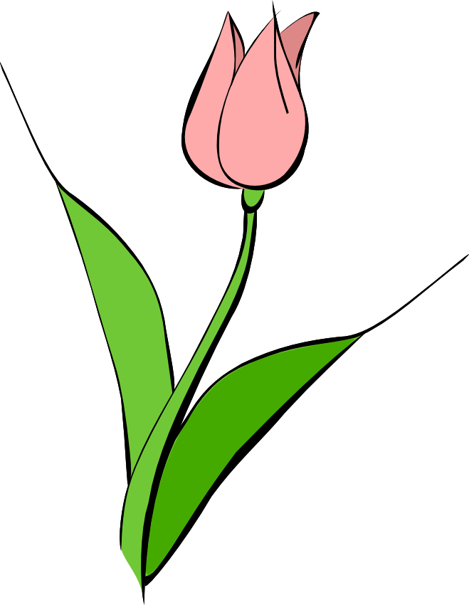 Tulip Clip Art - Pink Tulip Png Drawing (659x850)