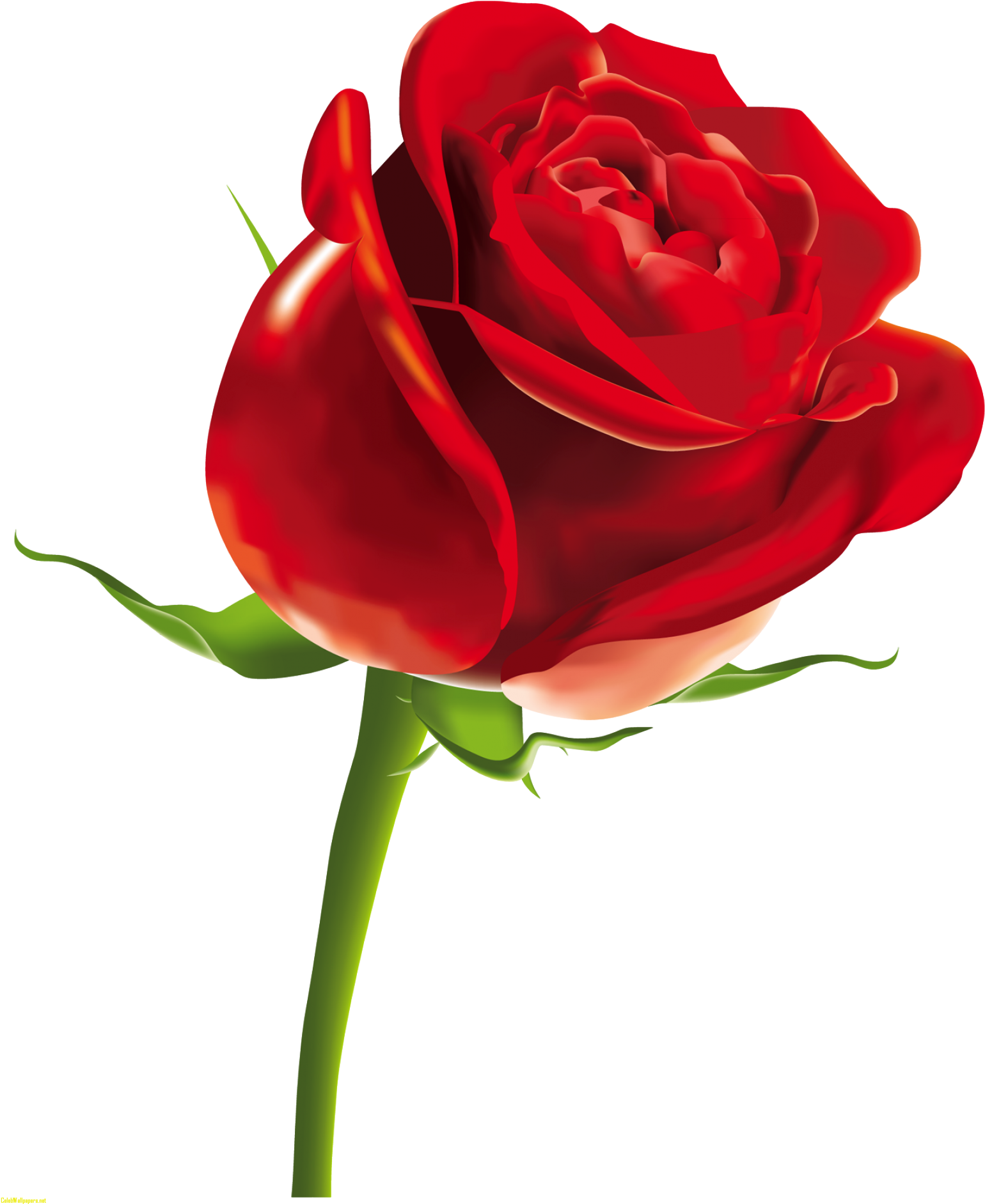 Red Rose Png Clipart Picture - Happy Women's Day Gif (1600x1923)
