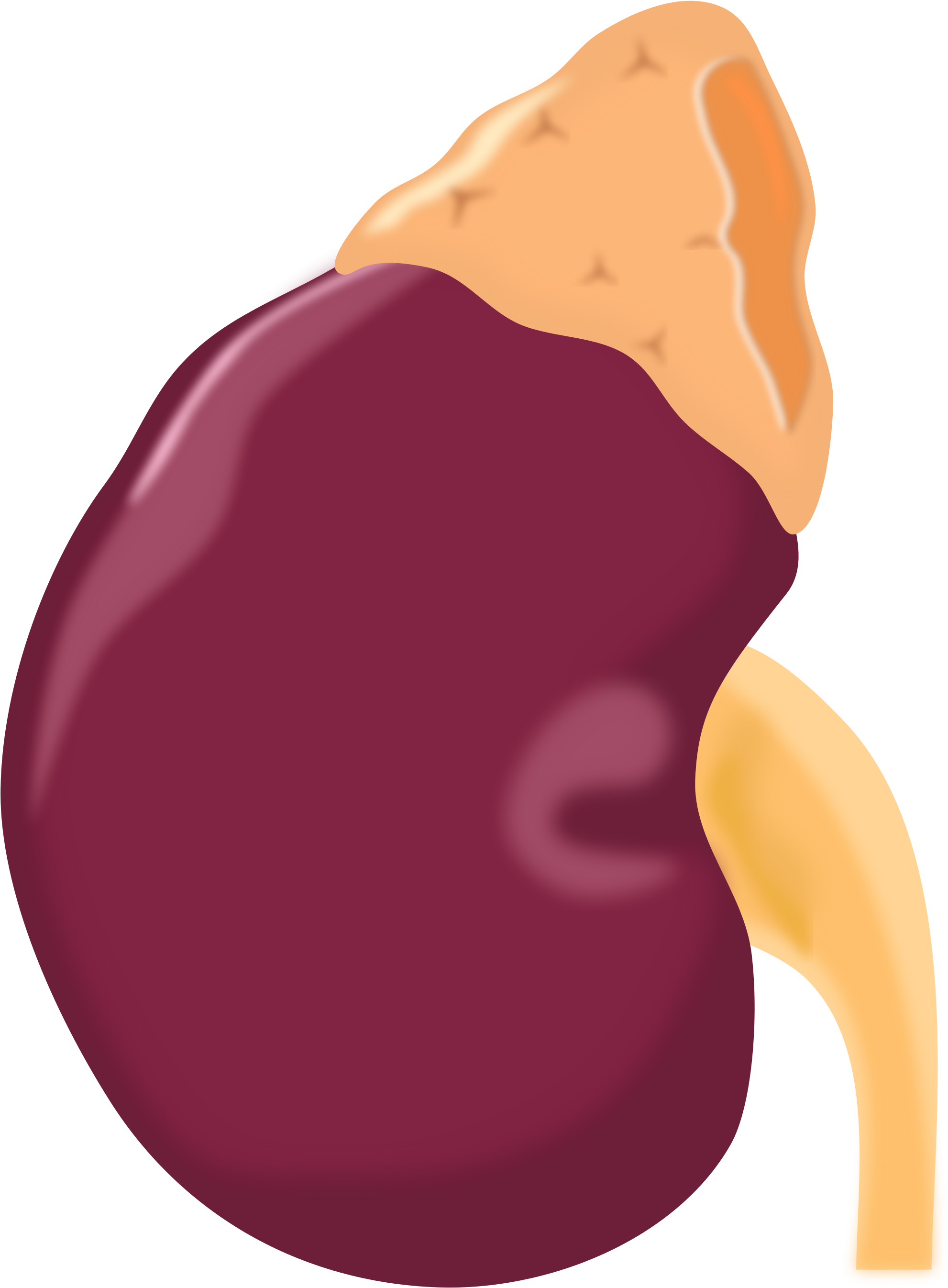 Clipart - Adrenal Gland Icon (2000x2703)