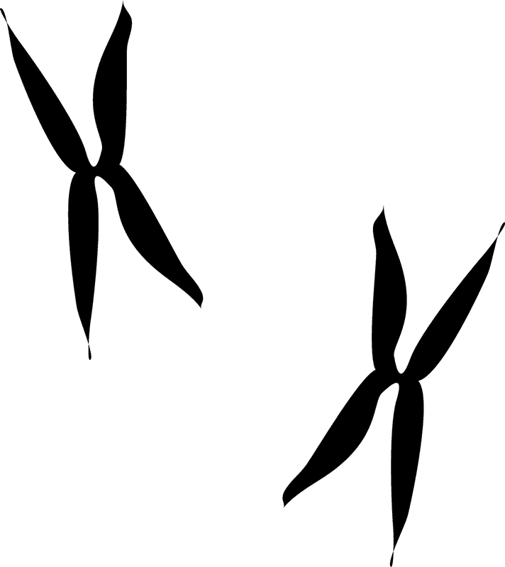 Roadrunner Tracks Rubber Stamp - Rubber Stamp (712x800)