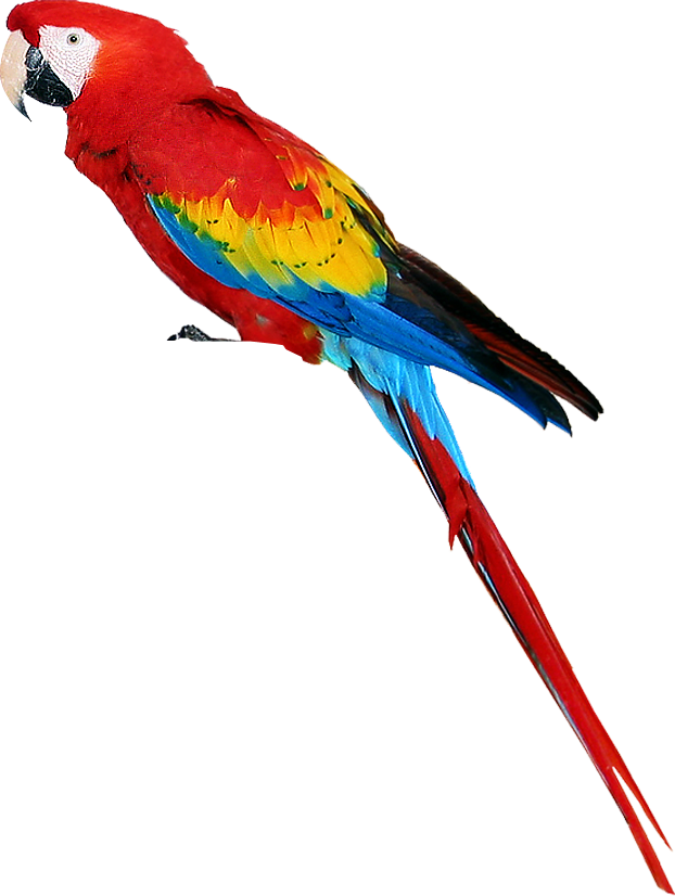 Free Parrot Clipart - Parrot Png (622x826)