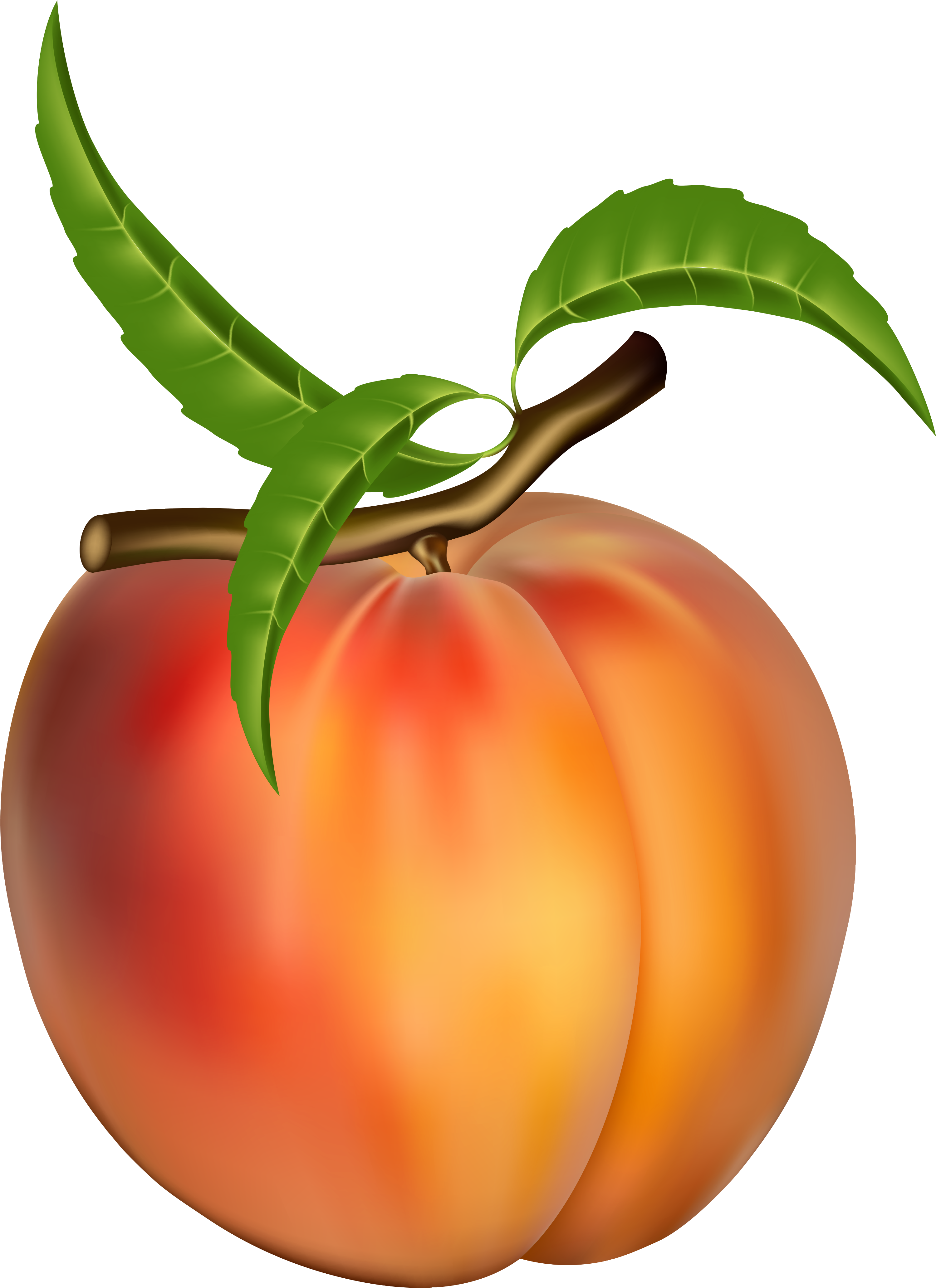 Peach Clip Art Free - Peach Clip Art Free (3222x4344)