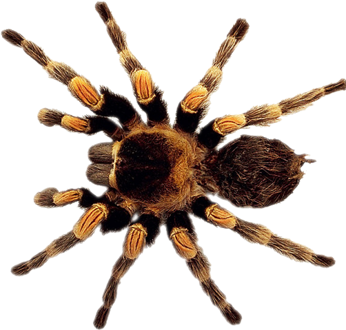 Legend Of The Christmas Spider Clip Art - Crab Spider Alberta (851x851)