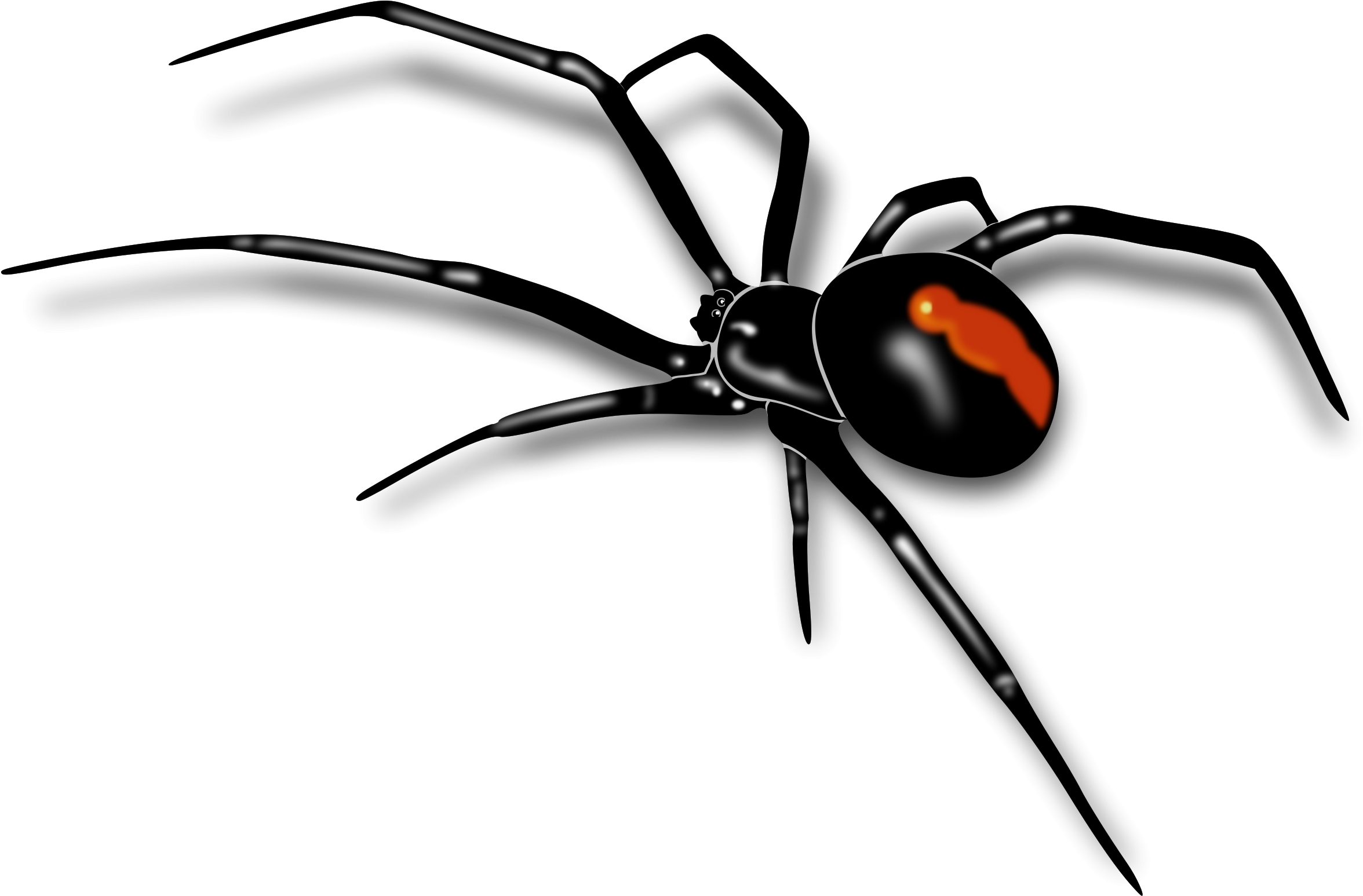 Clipart Info - Australian Red Back Spider (2400x1569)