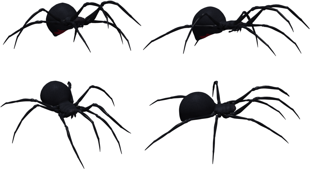 Black Widow Spider Set 03 By Free Stock By Wayne On - Black Widow Spider Profile (1024x645)