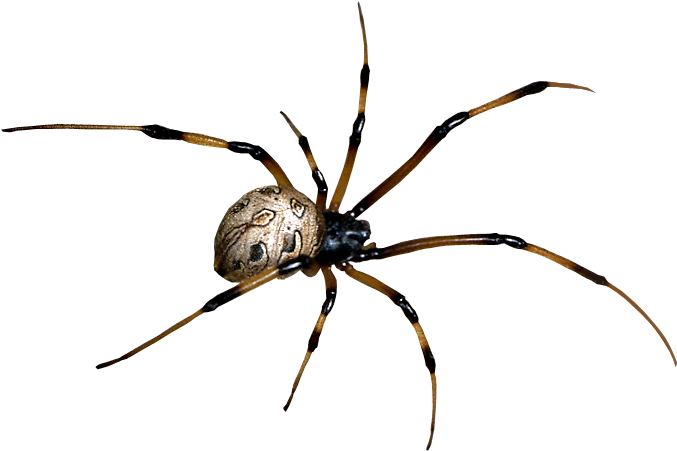 Spider Free Download Png Spider Free Png Image Spider - Araneus (800x600)