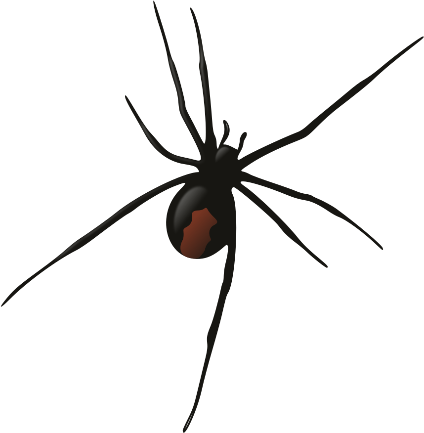 Female Redback Spider - Redback Spider Png.