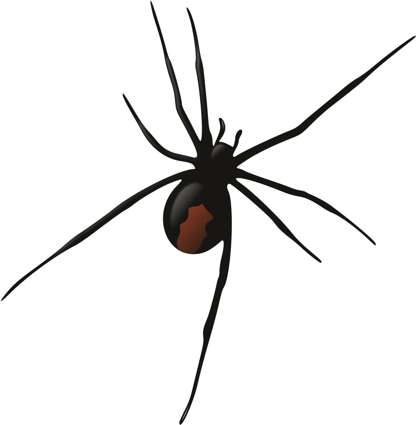 Female Redback Spider - Redback Spider Png (964x1000)