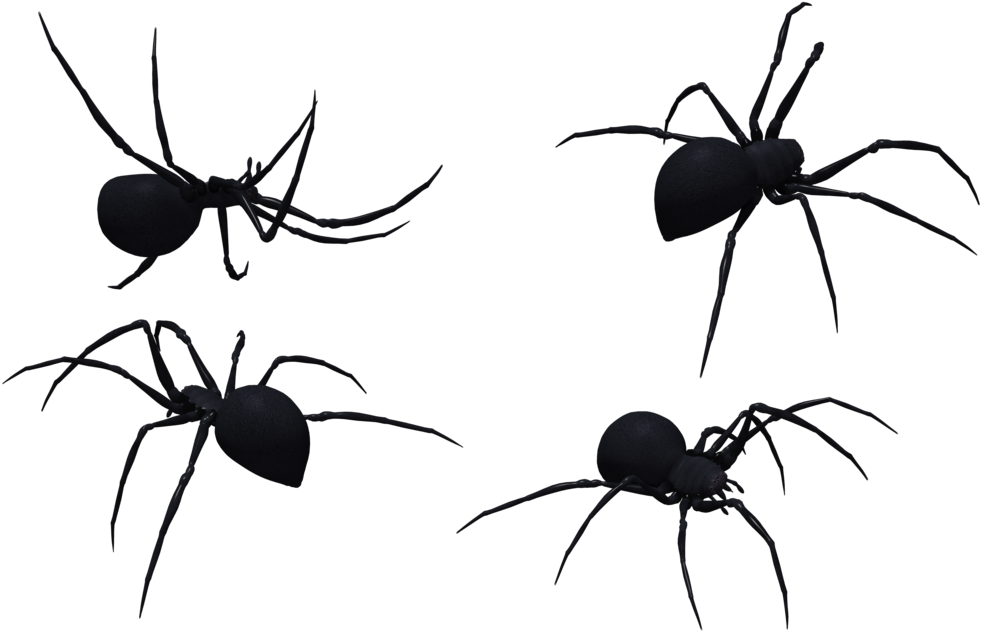 Black Widow Spider Art - Western Black Widow (1024x645)