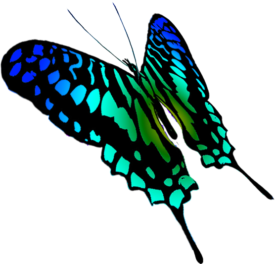 Drawing Of Swallowtail Butterfly, Swallowtail Butterfly - Butterfly (675x591)