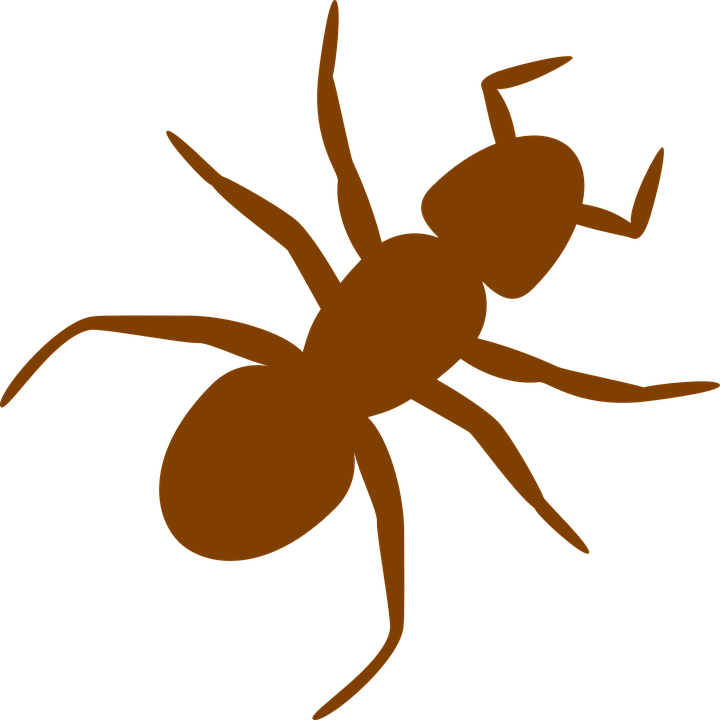 Ant Insect Silhouette Brown Antennas Legs - Ant Clip Art (720x720)