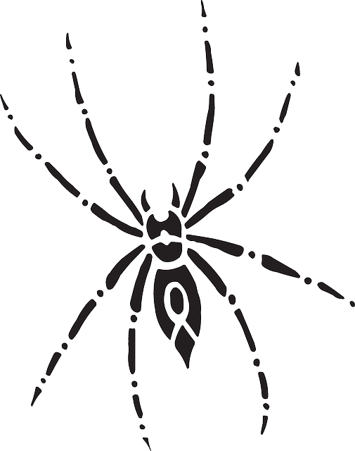 Arachnid Spider, Body, Eight, Art, Legs, Arachnid - Spider Top View Drawing (505x640)