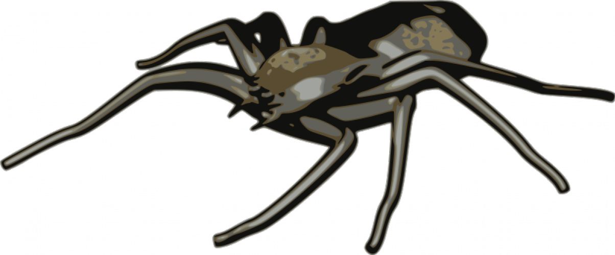 Spider Vector Clip Art - Arachnid Clipart (1204x500)