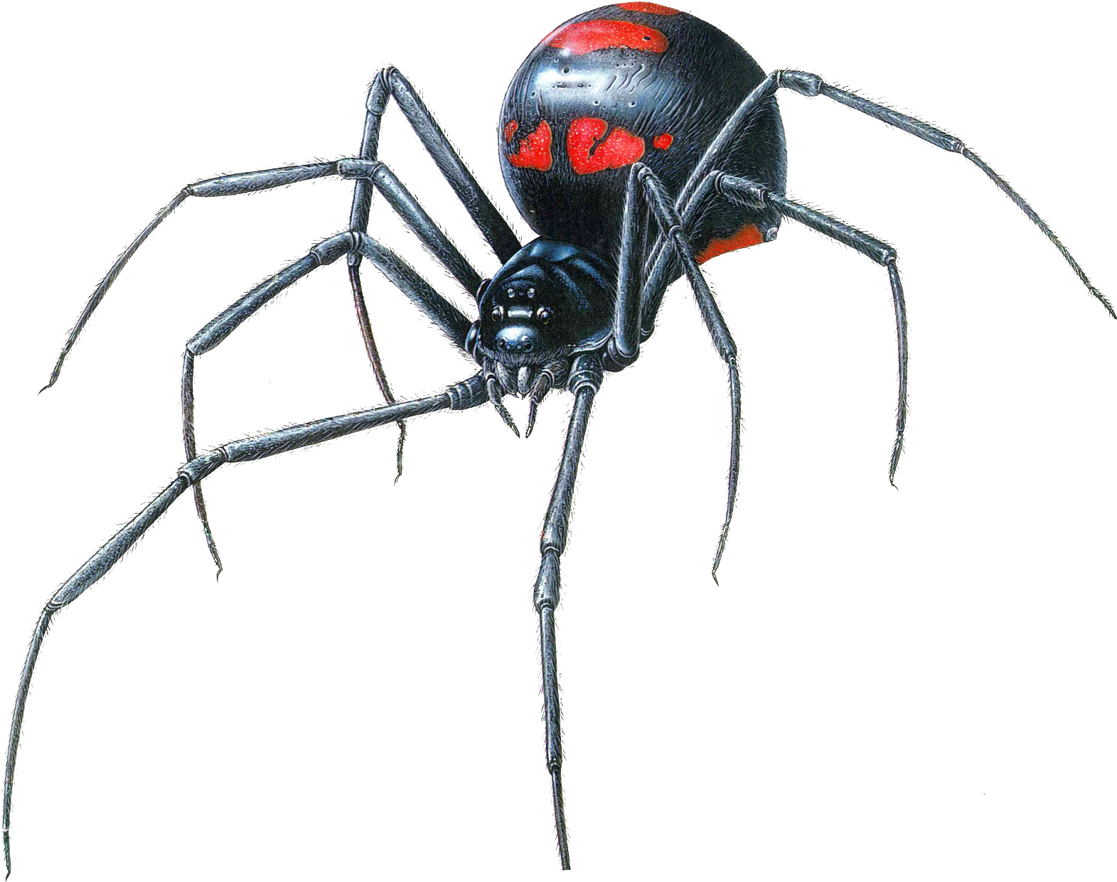Black Widow Spider Transparent Png - Black Widow Spider Drawing (1584x1271)