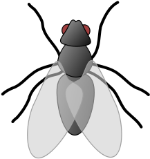 Fly 1 Png Clip Arts - Fly 01 (color: Black, Fit Type: Women, Size: L) (424x600)