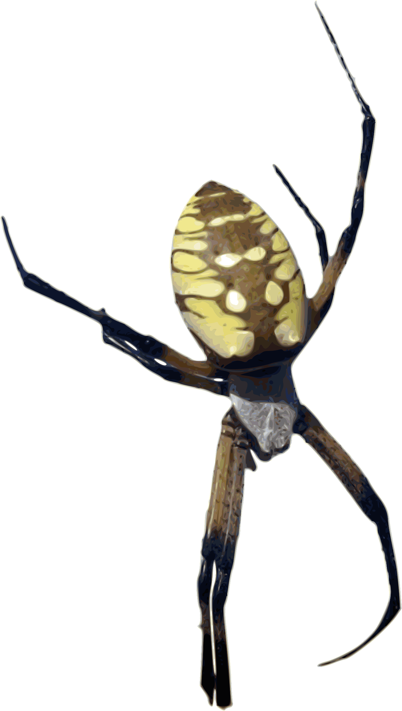 Arachnid Clipart Colorful - Orb Weaver Spider Png (1357x2400)