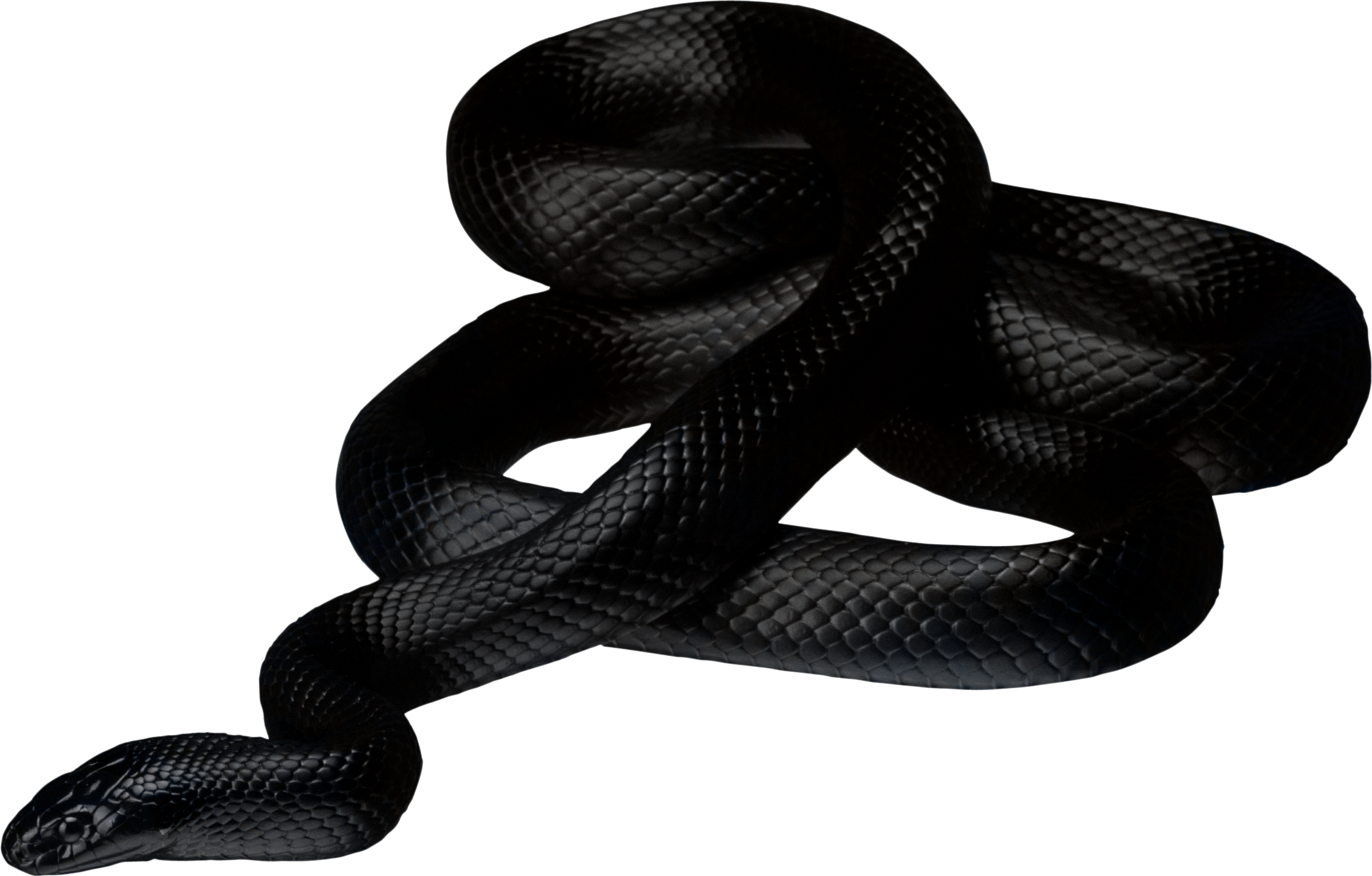Black Snake In Dream (2257x1441)