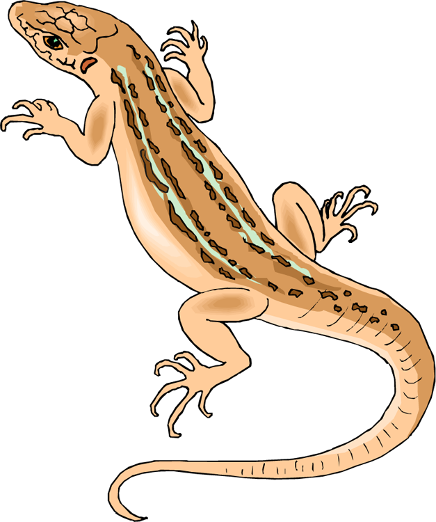 Lizard Clipart Free Download Clip Art On 2 Clipartbarn - Clip Art Of Lizard (627x750)