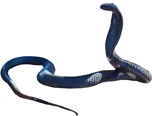 Snake - Transparent Snake (710x531)