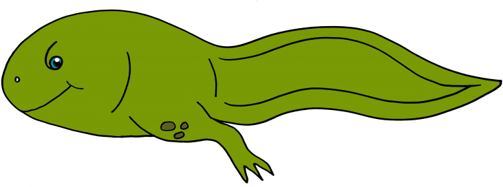Tadpole Clipart Froggy - Tadpole With Legs Drawing (755x303)