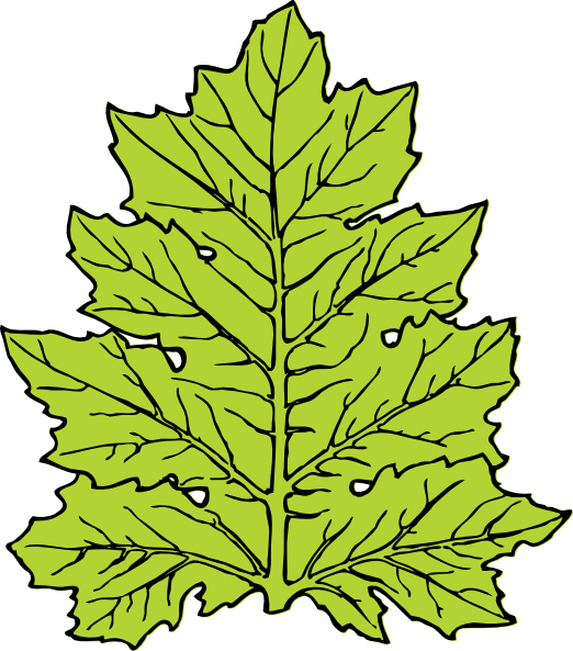 Free Vector Acanthus Leaf Clip Art - Leaf Clip Art (522x593)