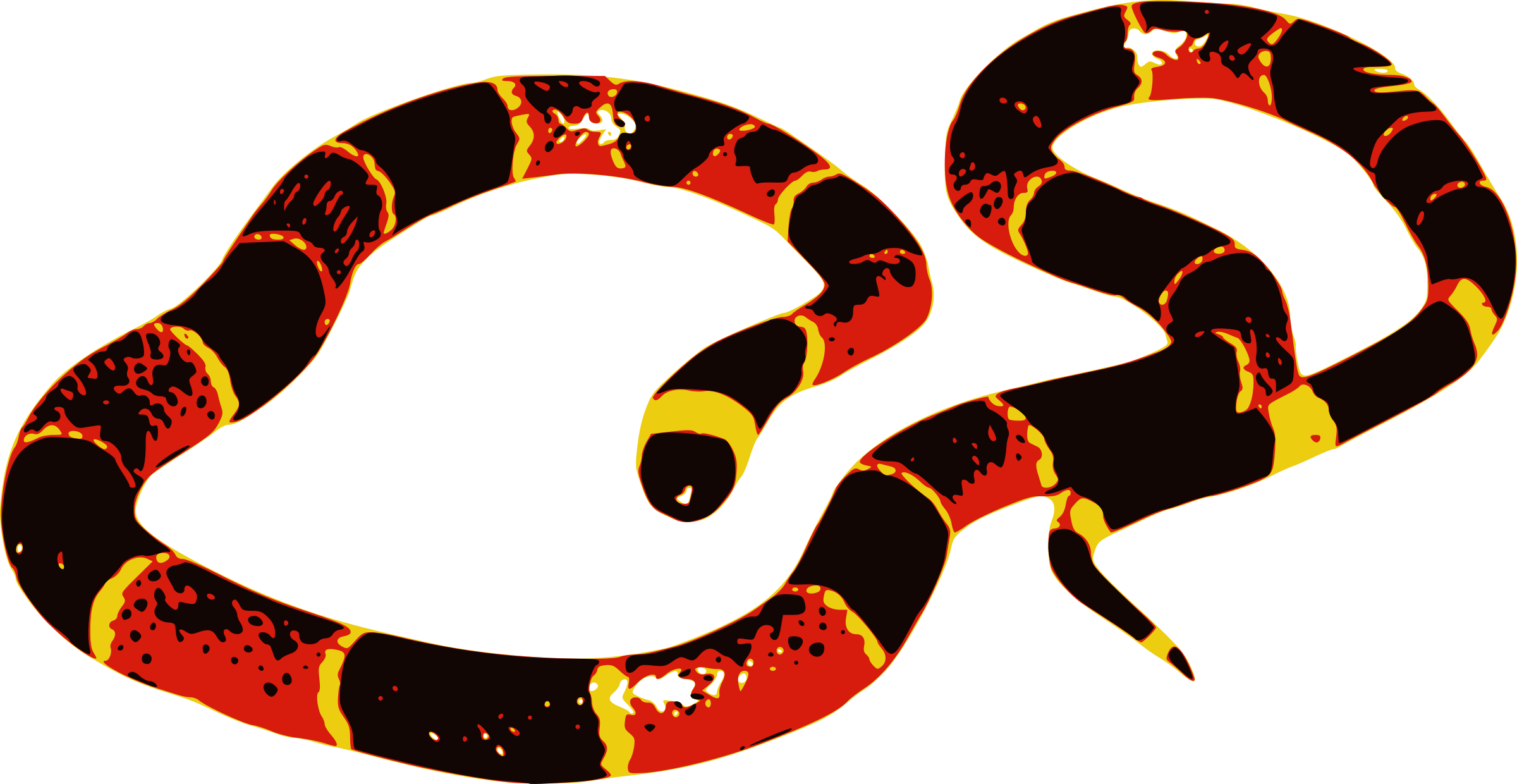 Big Image - Coral Snake Clipart (2400x1240)