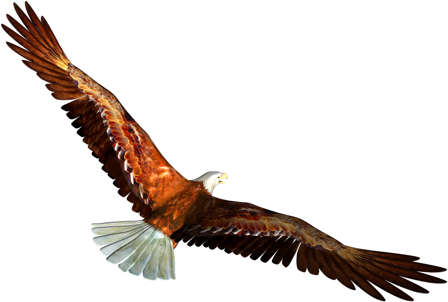 Sports Animated Gifs Free Download Clip Art Free Clip - Eagle Transparent (1600x1131)