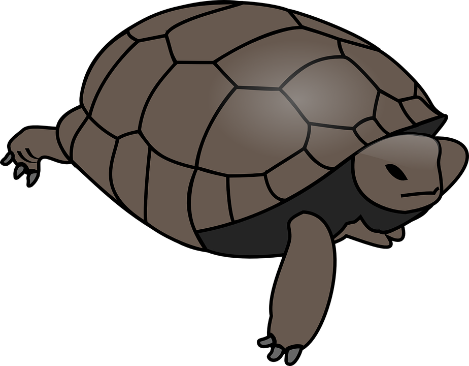 Amphibian Clipart Tortise - Turtle Clipart Vector (924x720)