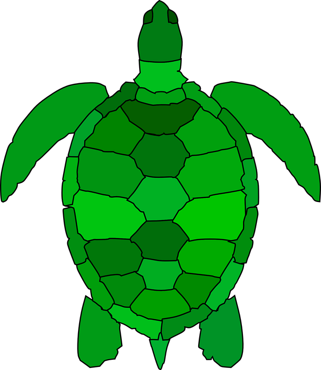 Turtle Animal Reptile Water Green Ocean Shell - Sea Turtle Clipart (625x720)