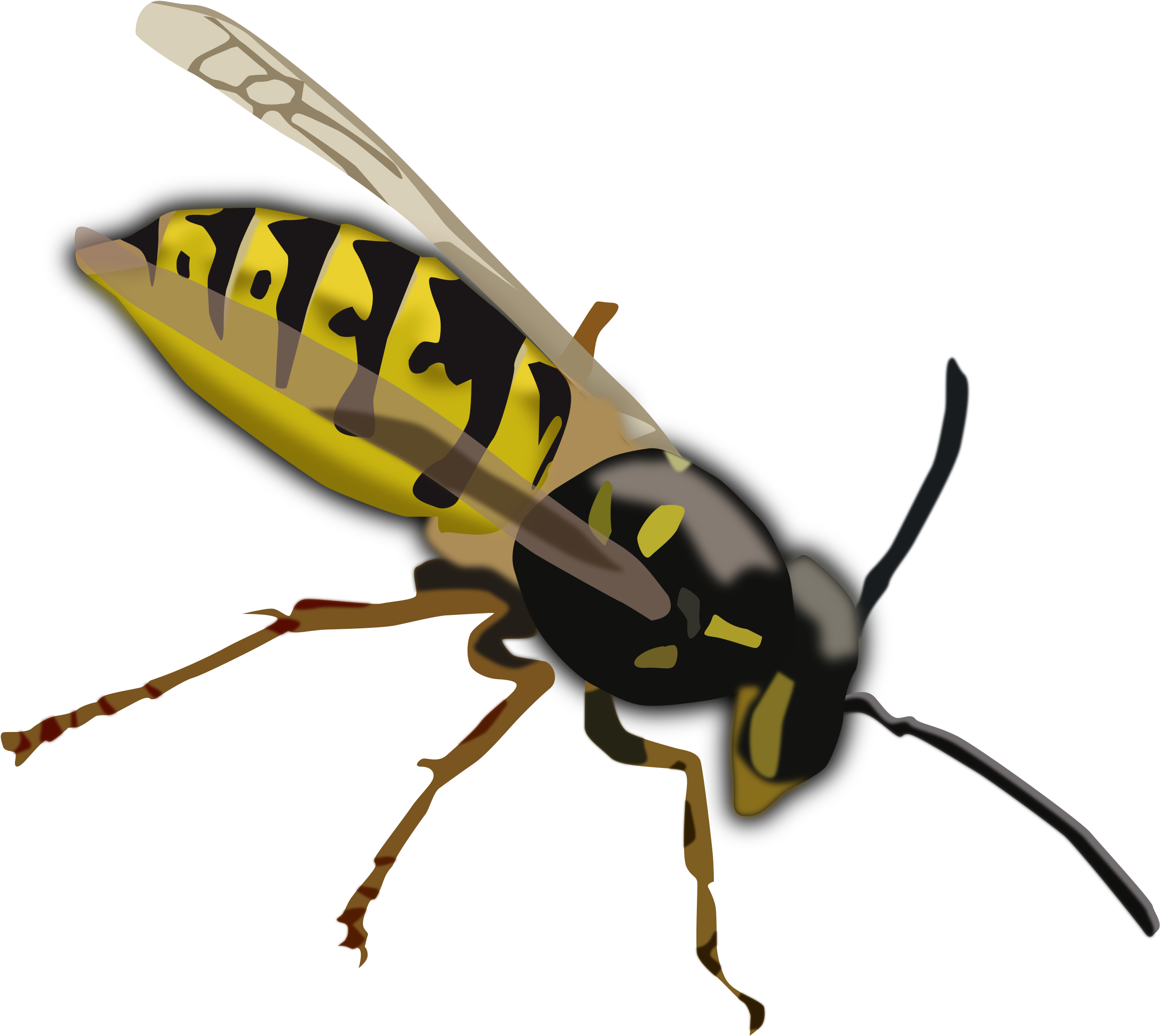 Top 91 Wasp Clip Art - Yellow And Black Insect With Wings (836x750)