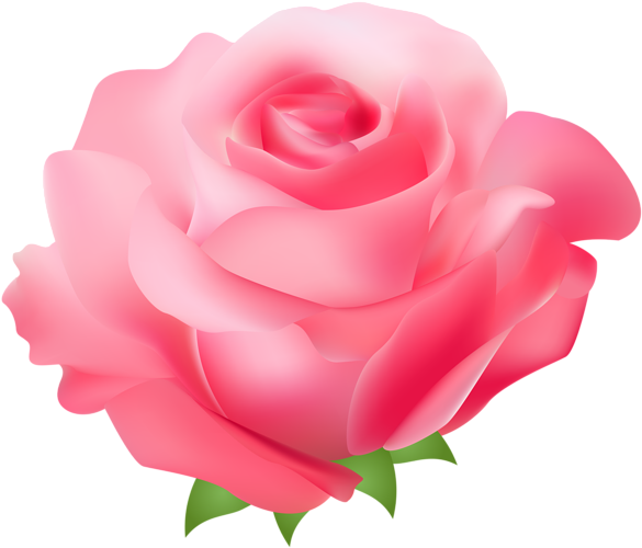 Pink Rose Png Transparent Clip Art Image - Pink Rose Clipart Png (600x509)