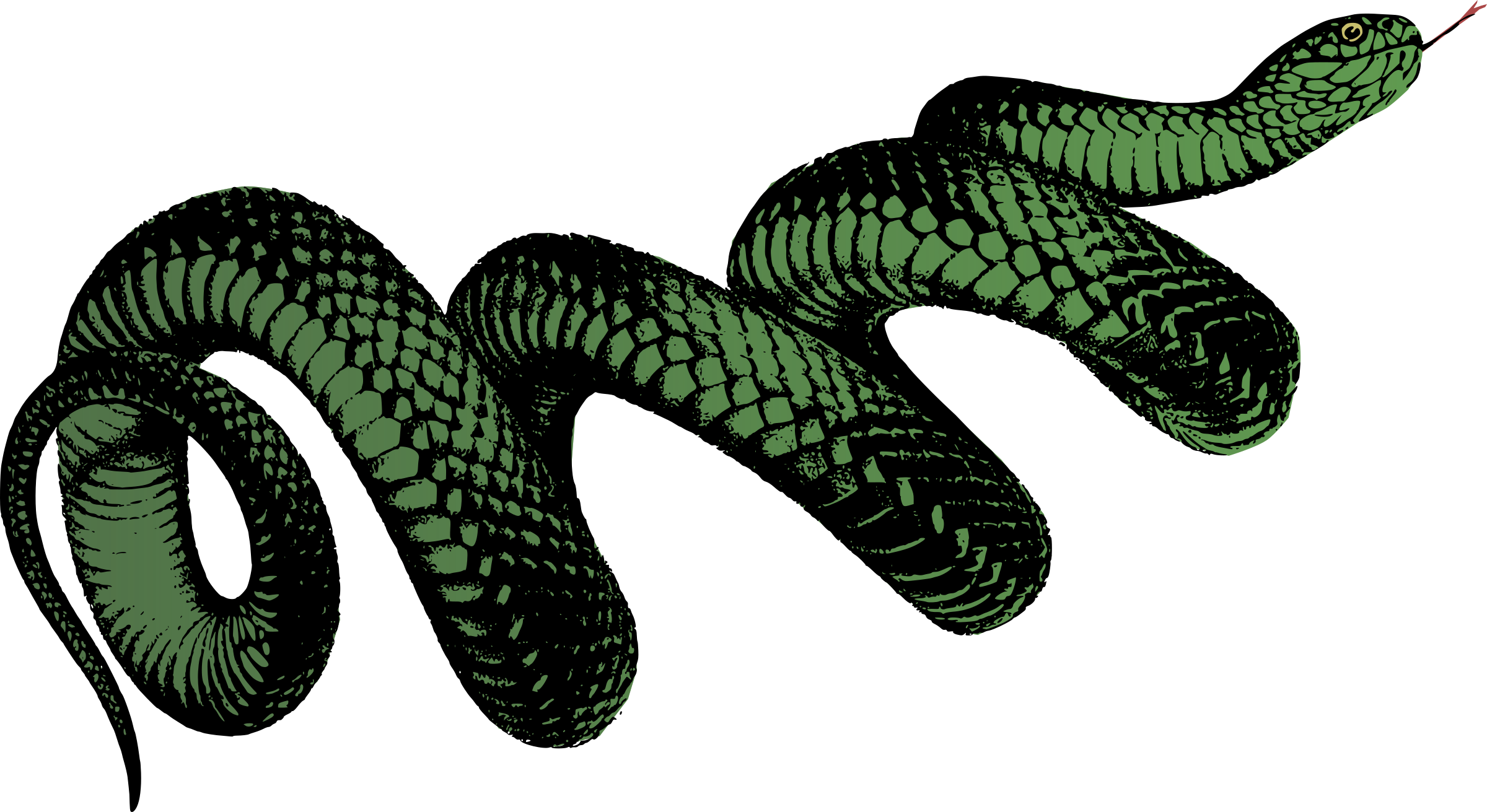 Coiled Snake - Black Snake, Pseudechis Porphyriacus By Helena Forde (2400x1311)