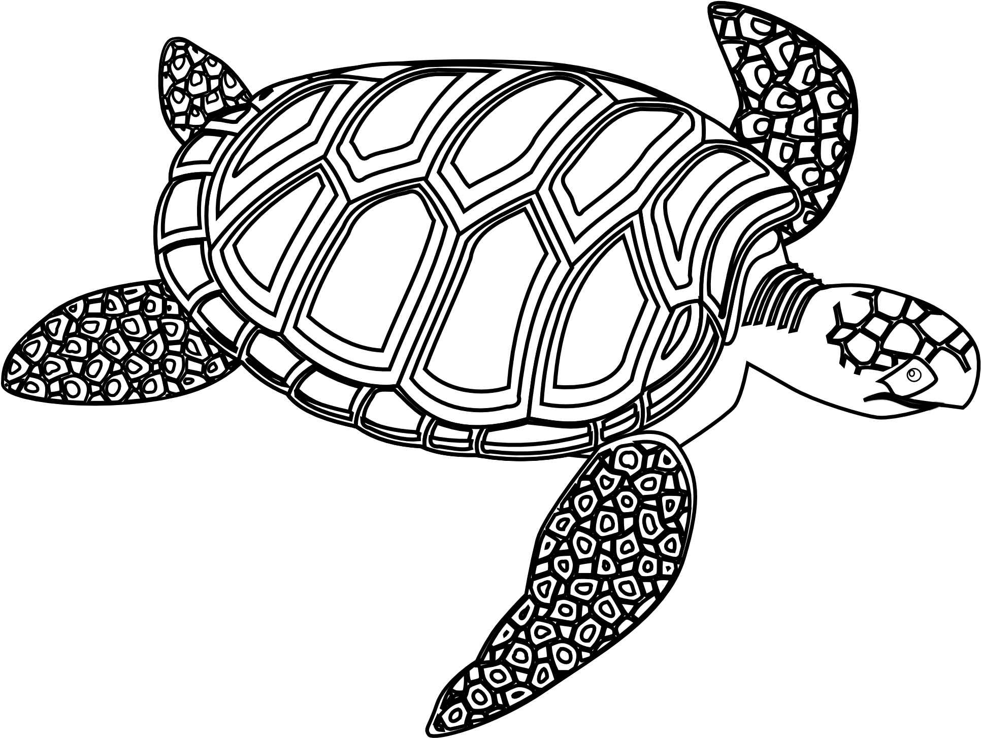 Black And White Turtle - Turtle Black And White (1979x1466)