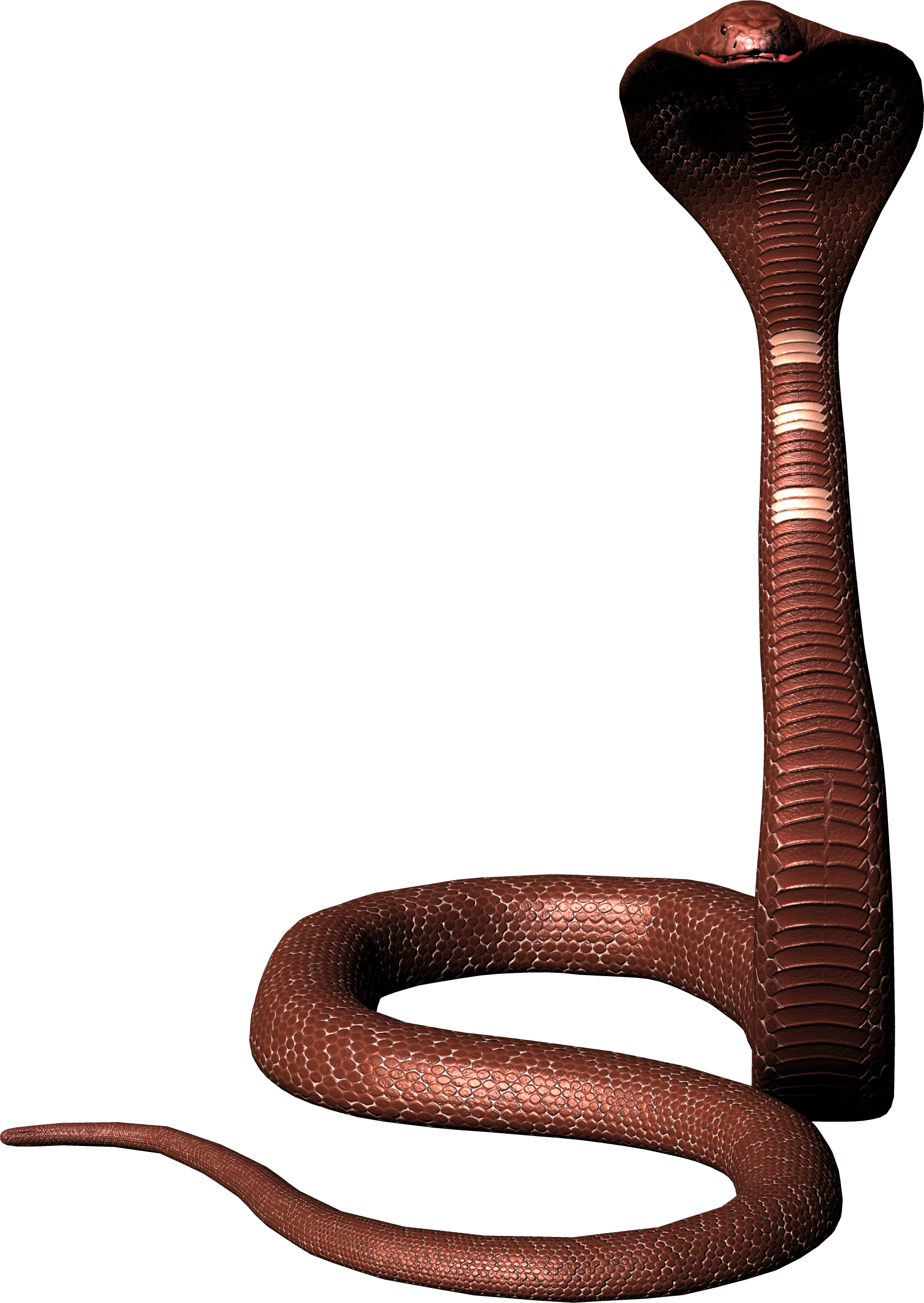 Snake Png (1666x2348)