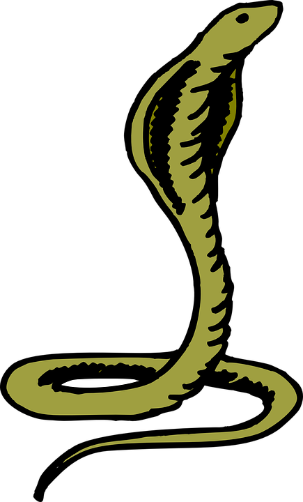 Cobra, Head, Green, Raised, Curled - Rắn Hổ Mang Xanh (435x720)