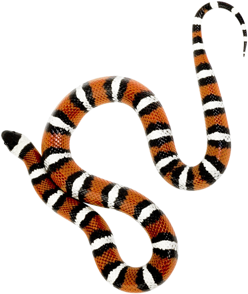 This High Quality Free Png Image Without Any Background - Snake Png (980x1102)