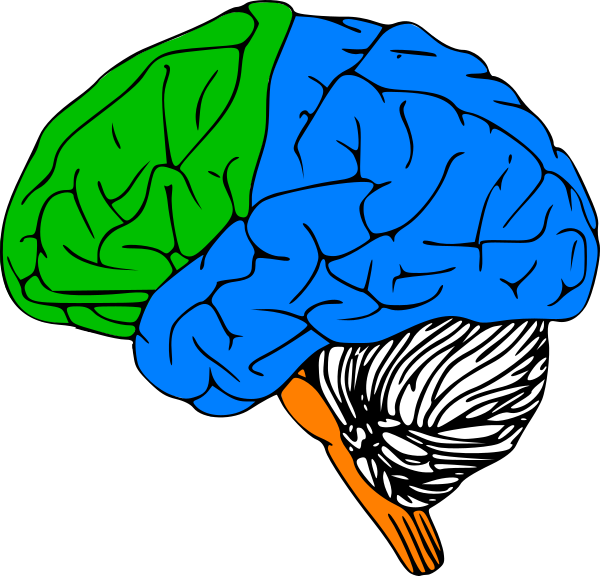 Brain Outline (600x576)
