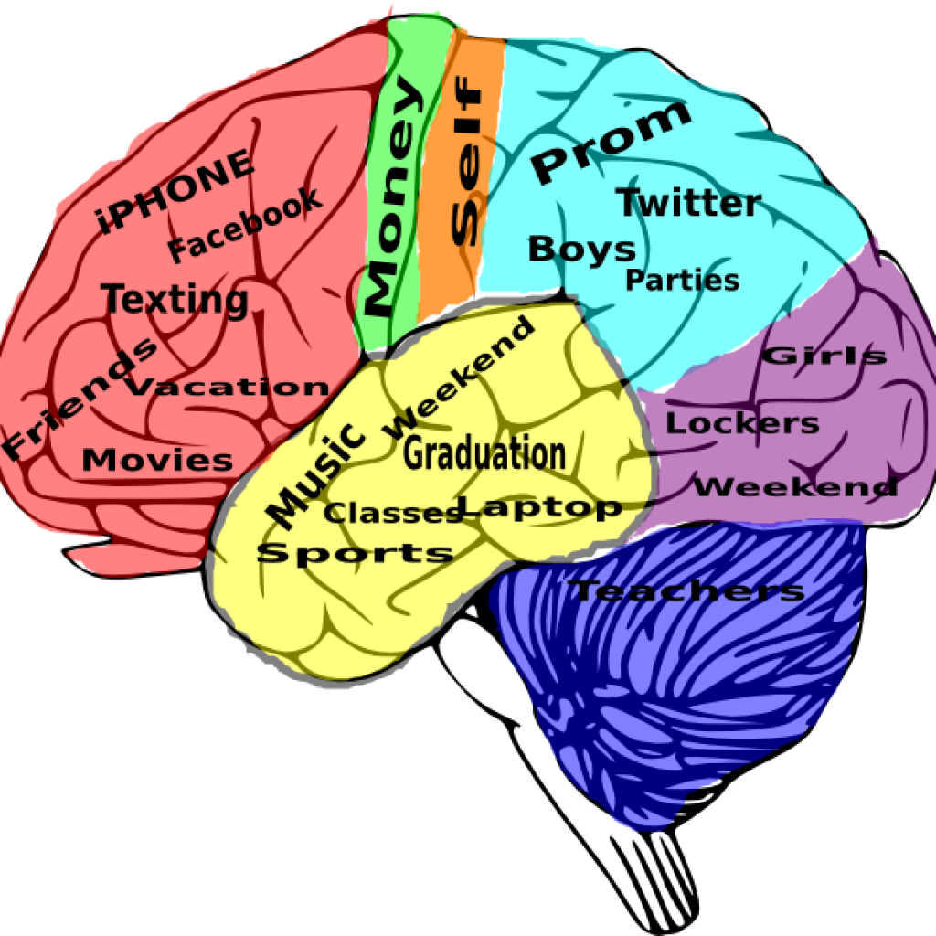 Brain Clipart High School On The Brain Clip Art At - School In The Brain (1024x1024)