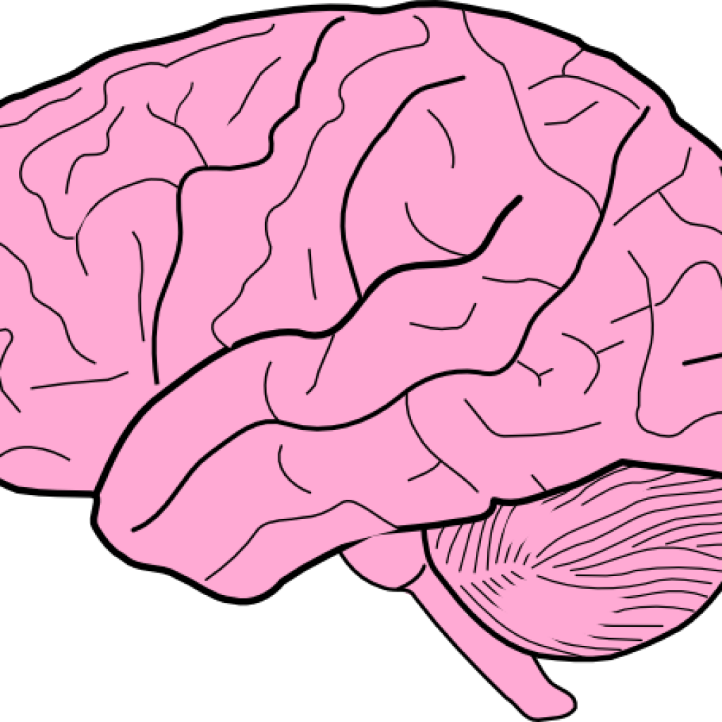 Brain Clipart Brain Clip Art At Clker Vector Clip Art - Blank Brain Diagram (1024x1024)