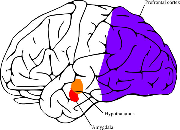 The Amygdala And Hypothalamus Fired Up In Fight Or - Imagen Del Cerebro Para Dibujar (600x434)