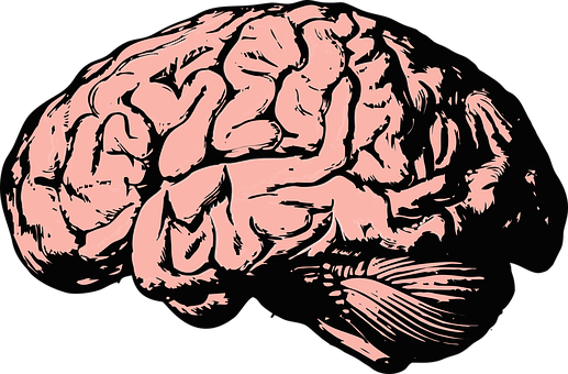 Brain, Think, Knowledge, Mind, Science - Brain Png (960x630)