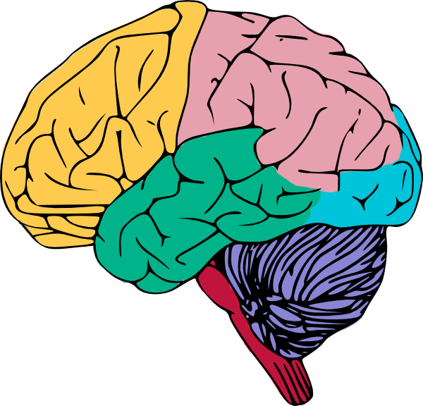 Free Colorful Brain Clip Art - Brain Stem Clip Art (600x576)