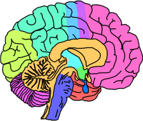 About The Brain - Mental Health Brain Transparent (500x429)