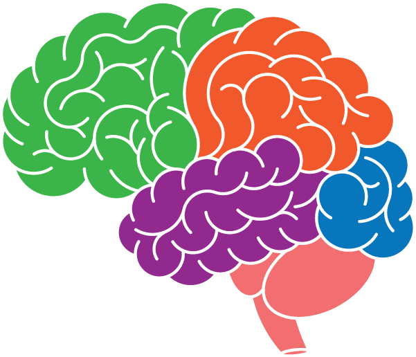 Brain-image - Brain (601x516)